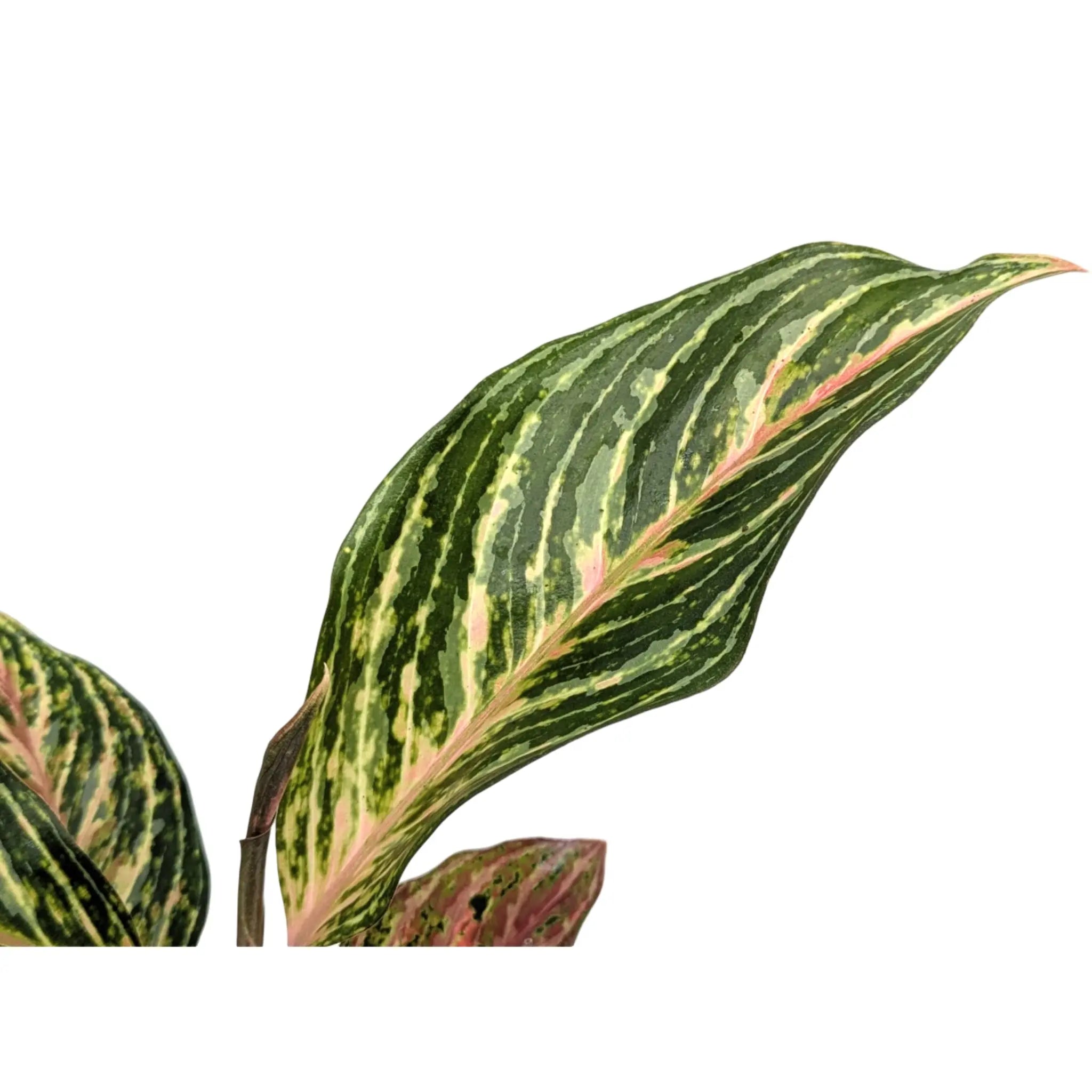 Aglaonema Dream Catcher | Chinese Evergreen Leaf Culture