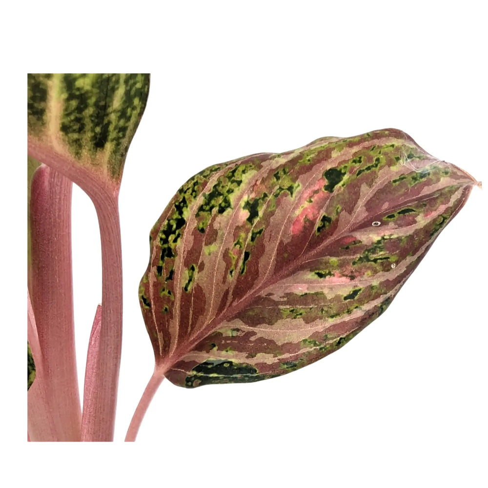 Aglaonema Dream Catcher | Chinese Evergreen_3_main