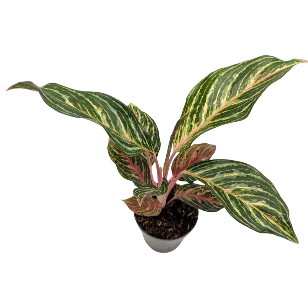 Aglaonema Dream Catcher | Chinese Evergreen_4_main