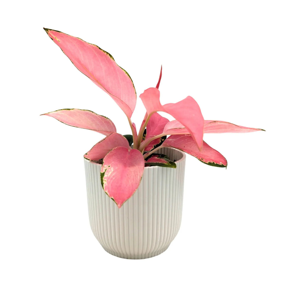 Aglaonema Flamingo | Chinese Evergreen_1_main