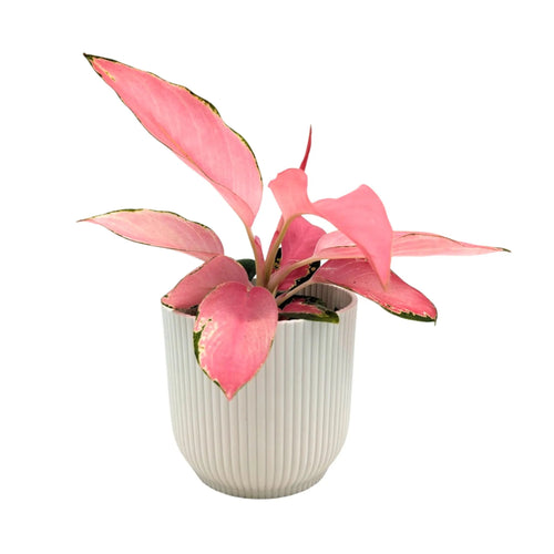 Aglaonema Flamingo | Chinese Evergreen Leaf Culture