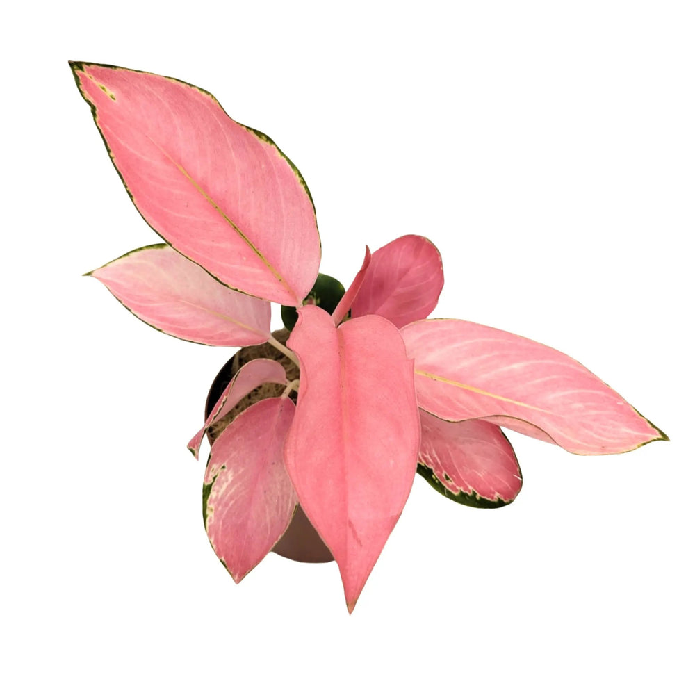 Aglaonema Flamingo | Chinese Evergreen_2_main