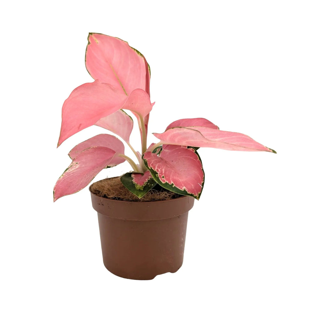 Aglaonema Flamingo | Chinese Evergreen_3_main