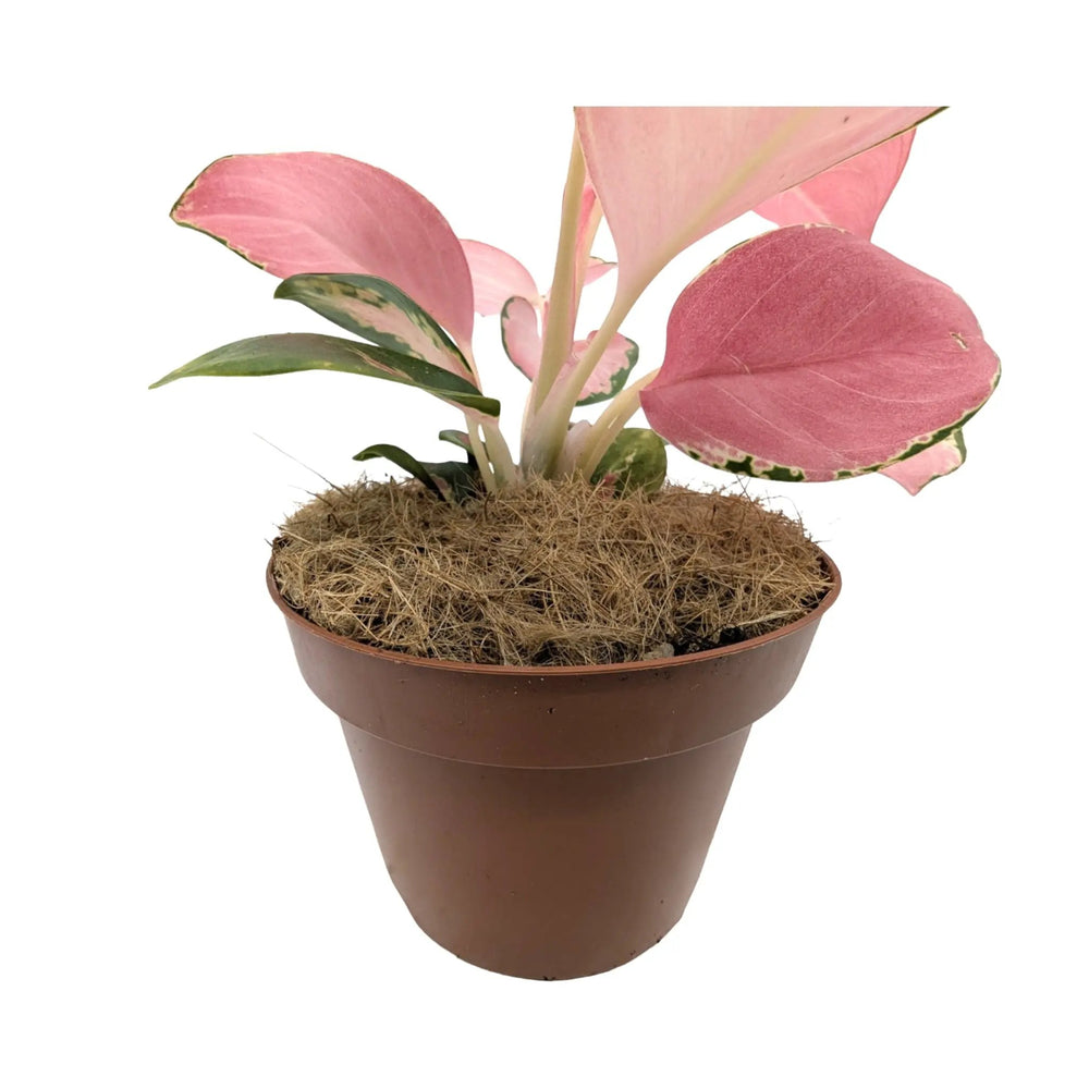 Aglaonema Flamingo | Chinese Evergreen_4_main