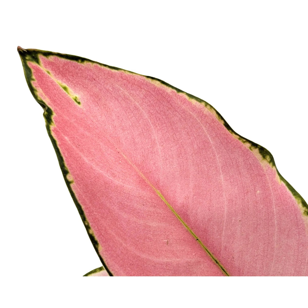 Aglaonema Flamingo | Chinese Evergreen_5_main
