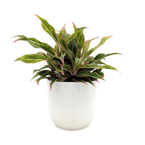 Aglaonema Jungle Baby | Chinese Evergreen Leaf Culture