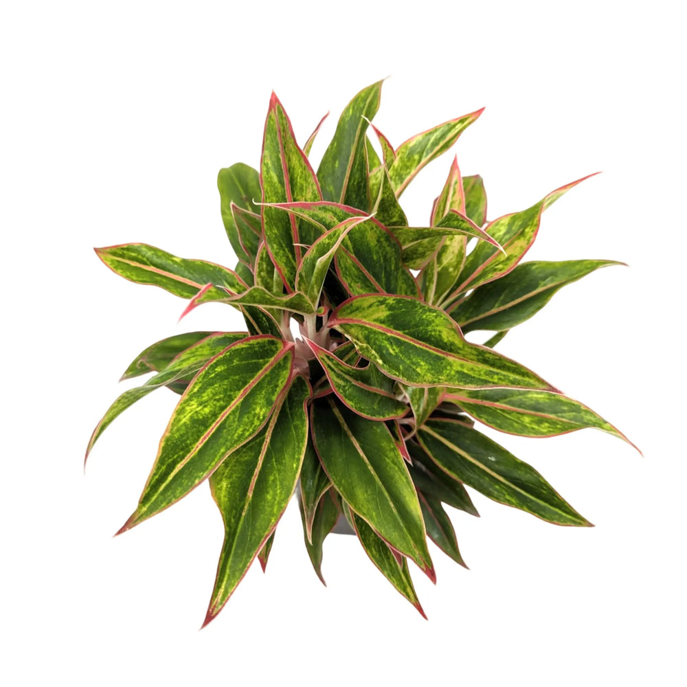 Aglaonema Jungle Baby | Chinese Evergreen_2_main