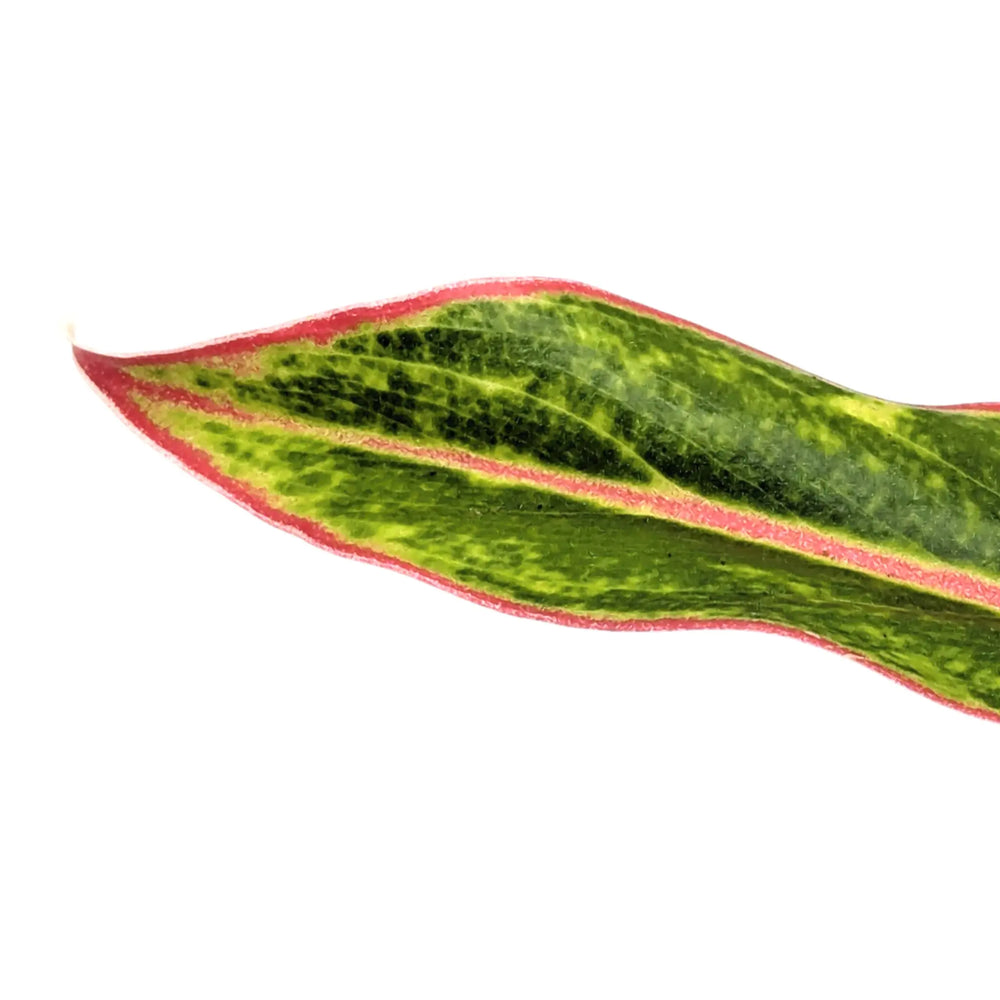 Aglaonema Jungle Baby | Chinese Evergreen_3_main