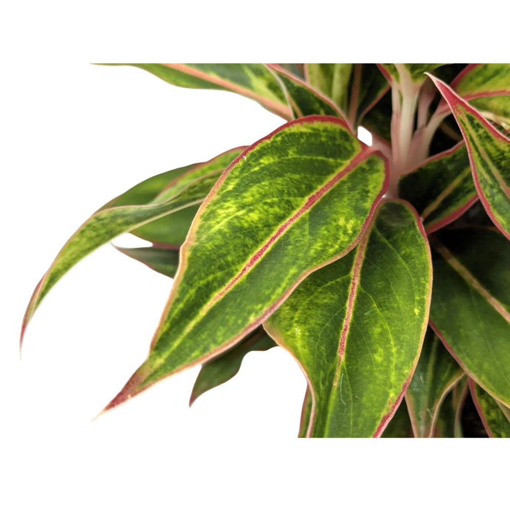 Aglaonema Jungle Baby | Chinese Evergreen_4_main