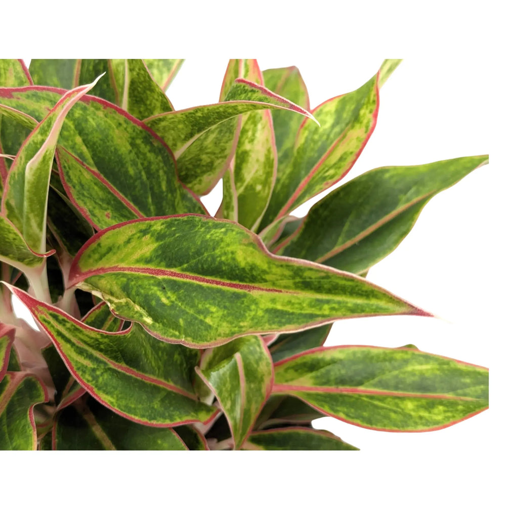 Aglaonema Jungle Baby | Chinese Evergreen_5_main