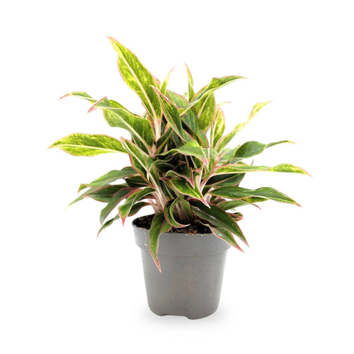 Aglaonema Jungle Baby | Chinese Evergreen Leaf Culture