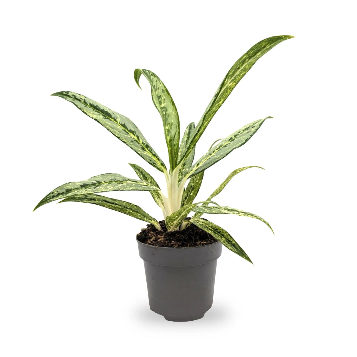 Aglaonema Matcha Lemon Leaf Culture