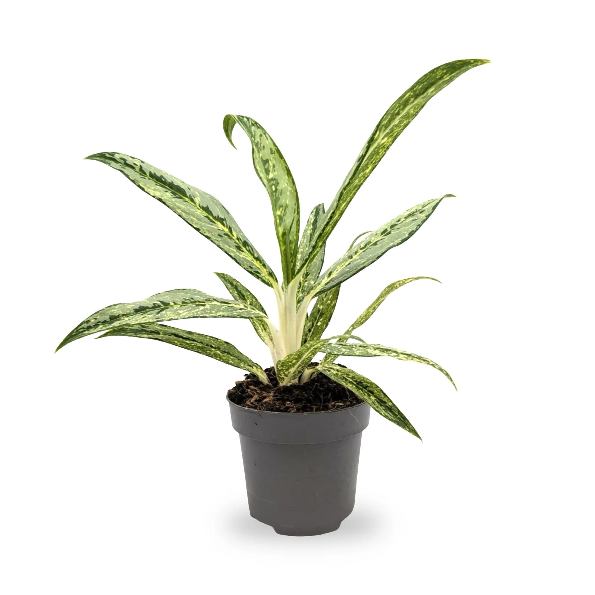 Aglaonema Matcha Lemon Leaf Culture