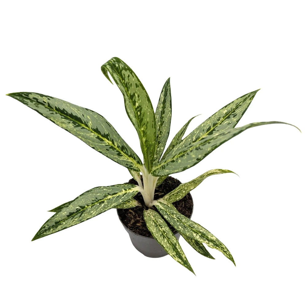 Aglaonema Matcha Lemon - Chinese Evergreen_2_main