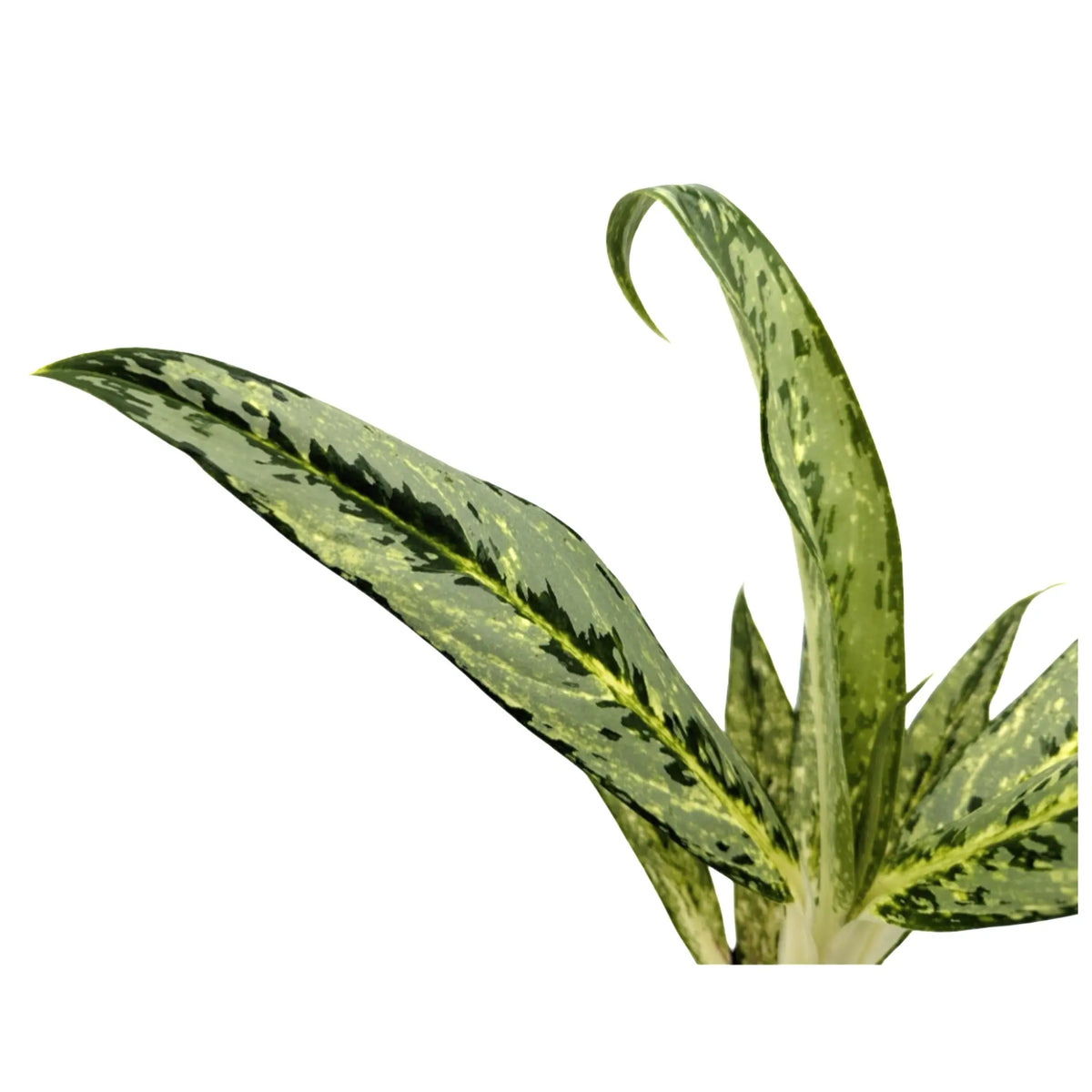 Aglaonema Matcha Lemon Leaf Culture