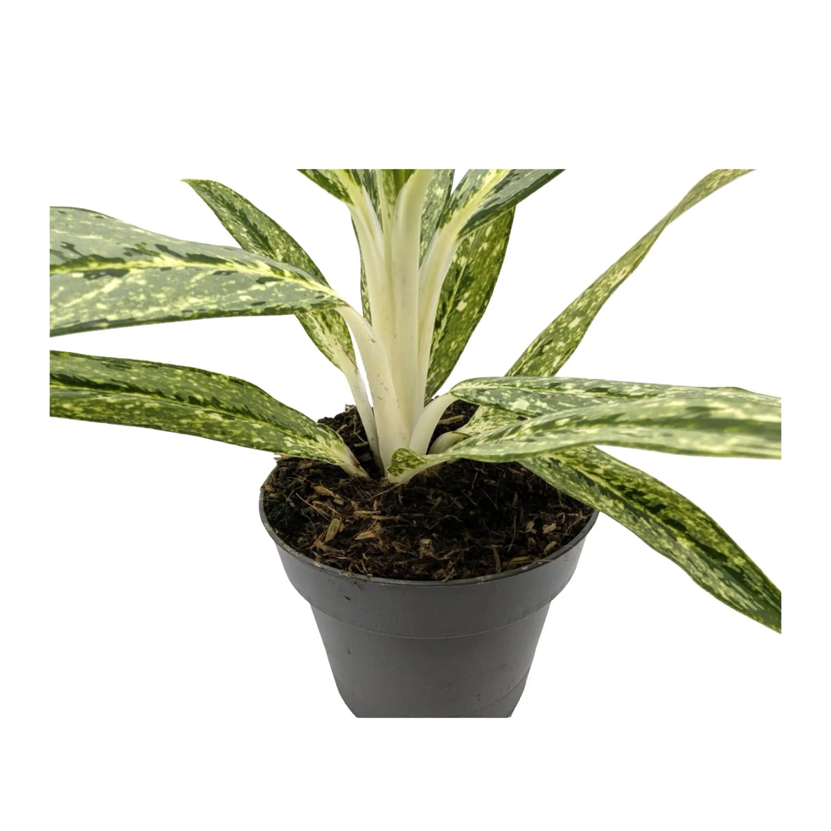 Aglaonema Matcha Lemon Leaf Culture