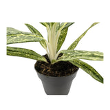 Aglaonema Matcha Lemon Leaf Culture