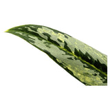 Aglaonema Matcha Lemon Leaf Culture