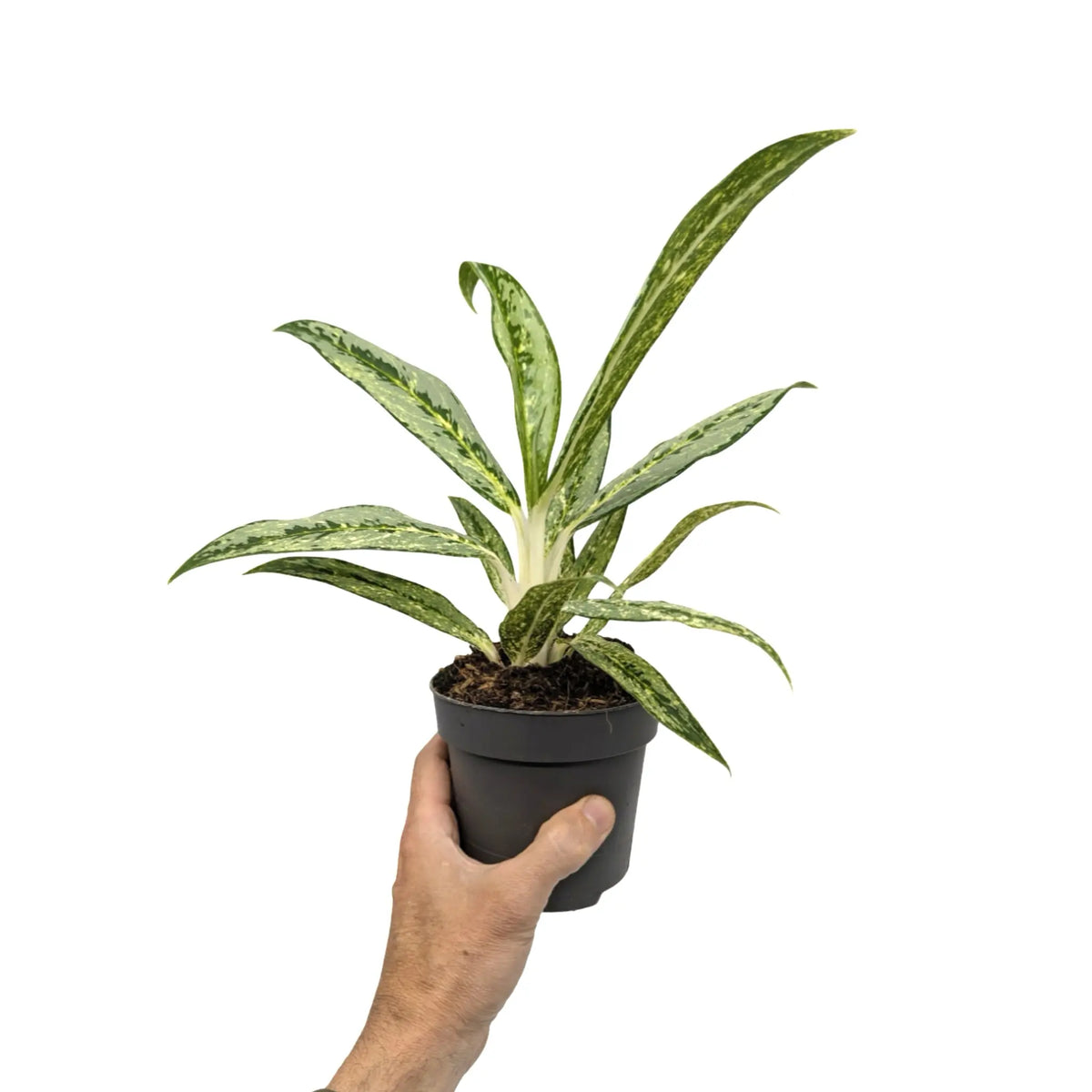 Aglaonema Matcha Lemon Leaf Culture