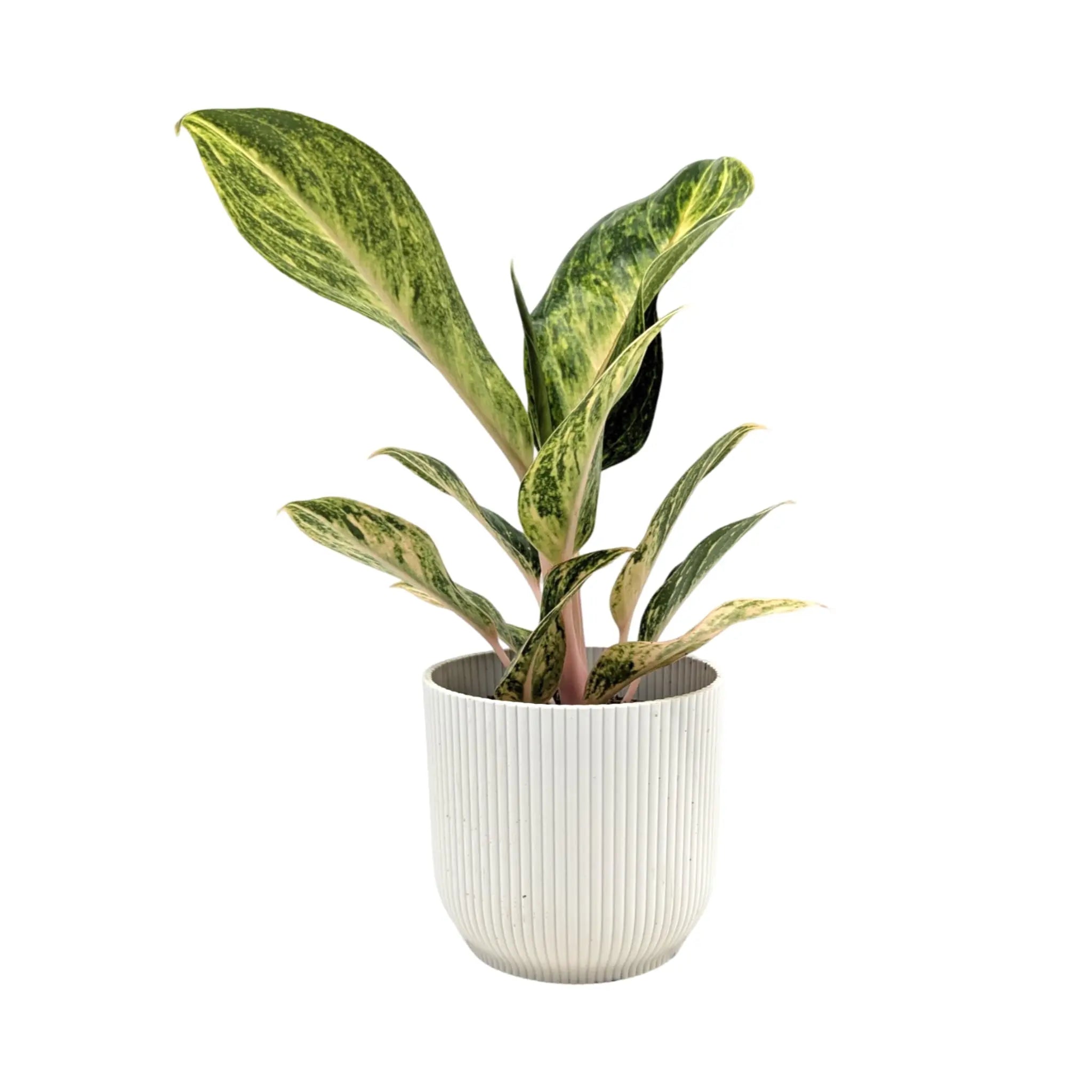 Aglaonema Peach Pearl | Chinese Evergreen Leaf Culture