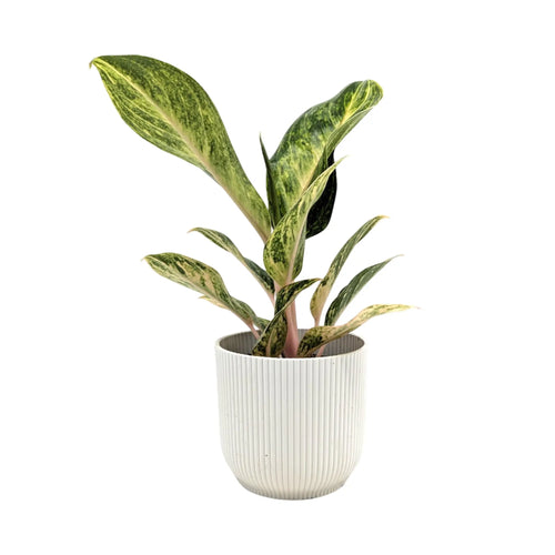 Aglaonema Peach Pearl | Chinese Evergreen Leaf Culture