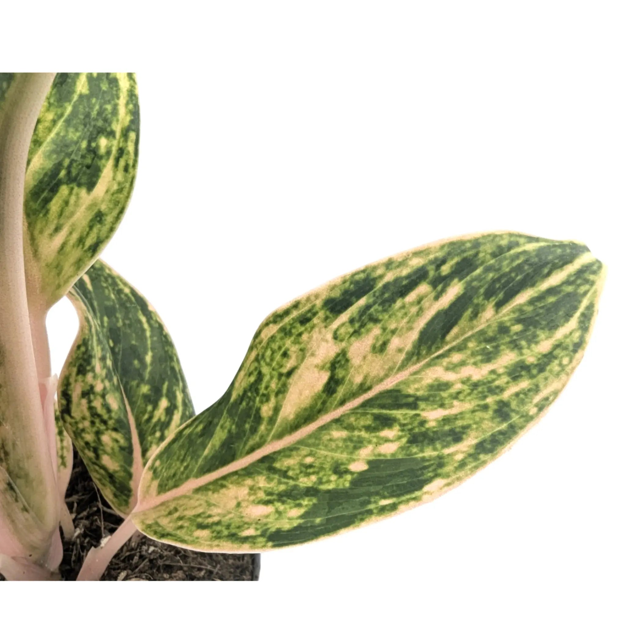 Aglaonema Peach Pearl | Chinese Evergreen Leaf Culture
