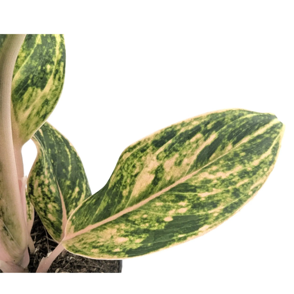 Aglaonema Peach Pearl | Chinese Evergreen_2_main