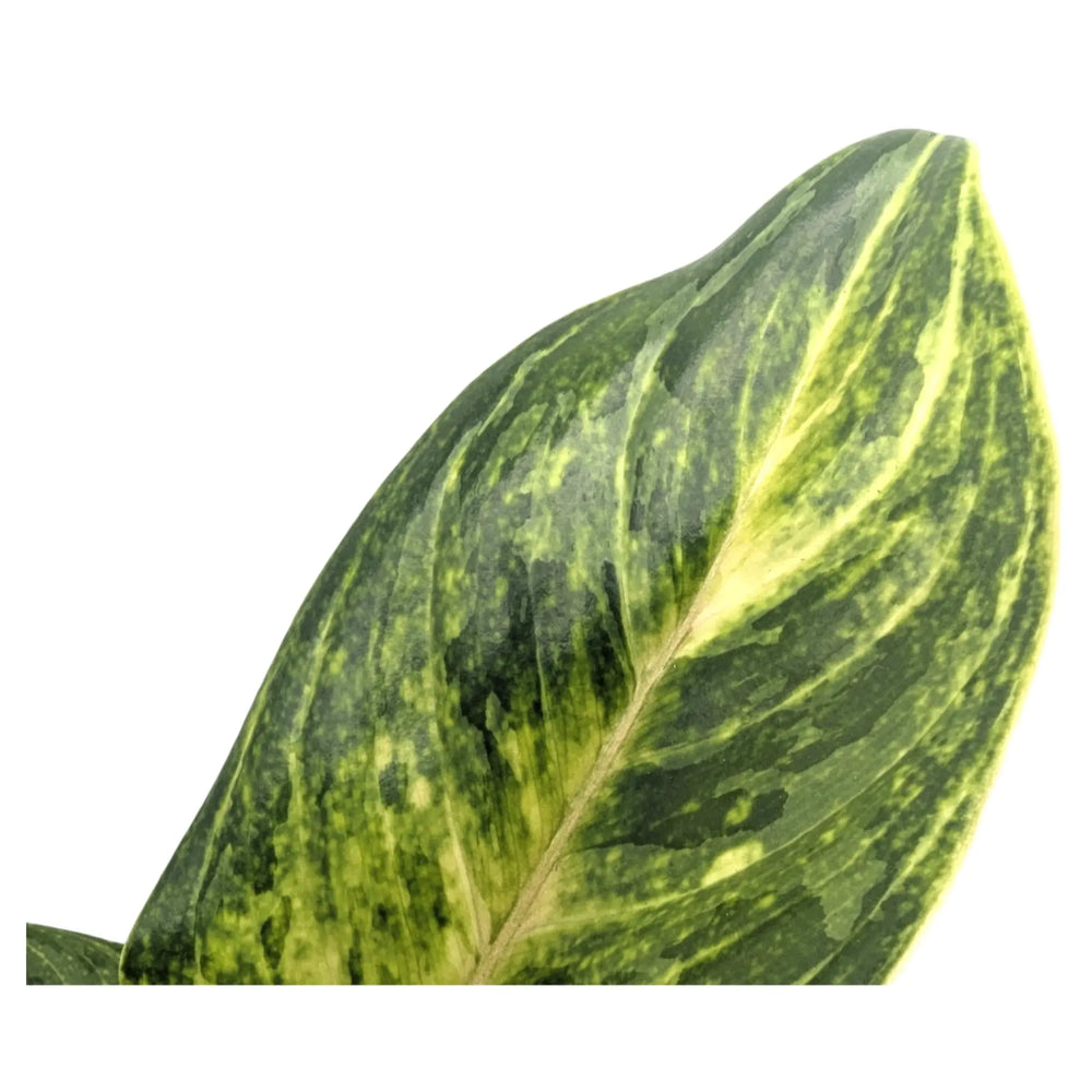 Aglaonema Peach Pearl | Chinese Evergreen_3_main