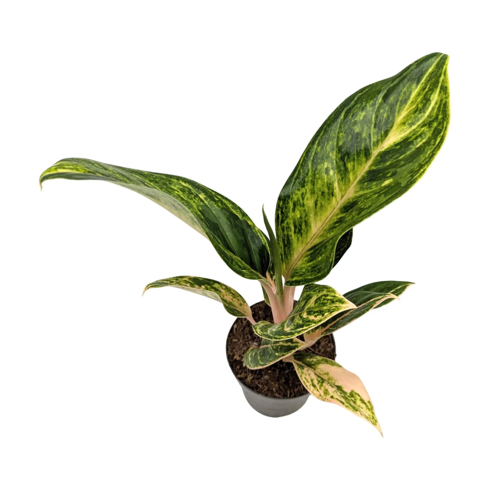 Aglaonema Peach Pearl | Chinese Evergreen_4_main