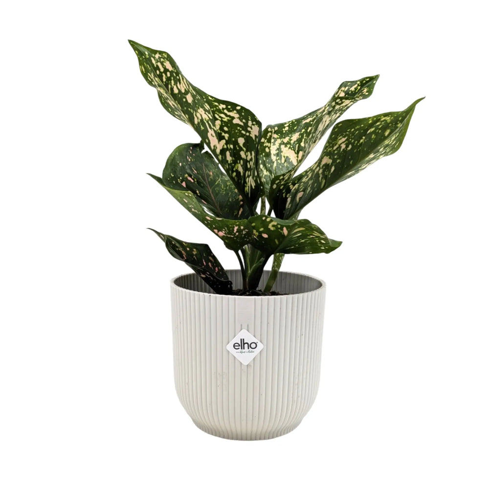 Aglaonema Pink Leopard | Chinese Evergreen_1_main