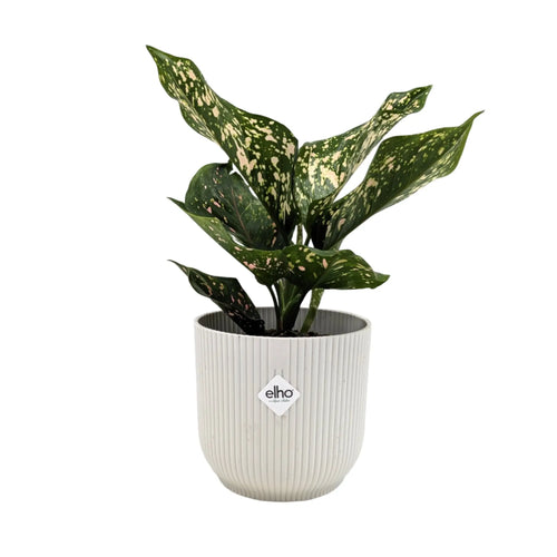 Aglaonema Pink Leopard | Chinese Evergreen Leaf Culture