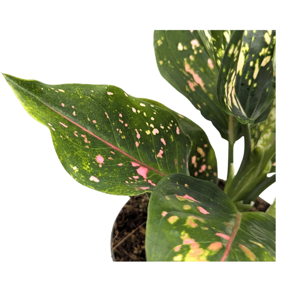 Aglaonema Pink Leopard | Chinese Evergreen_2_main