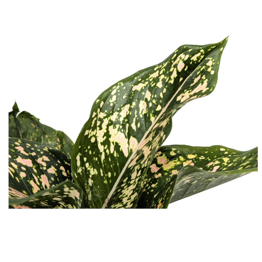 Aglaonema Pink Leopard | Chinese Evergreen_3_main