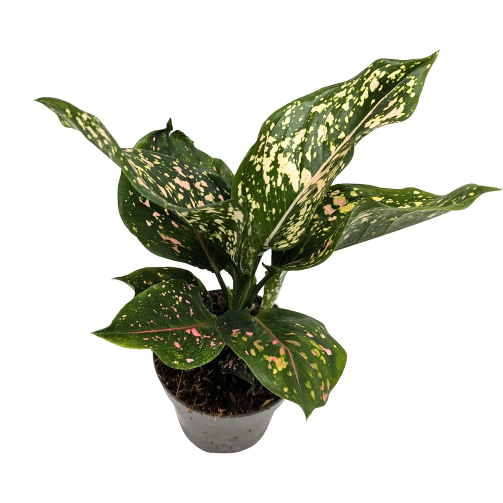 Aglaonema Pink Leopard | Chinese Evergreen_4_main
