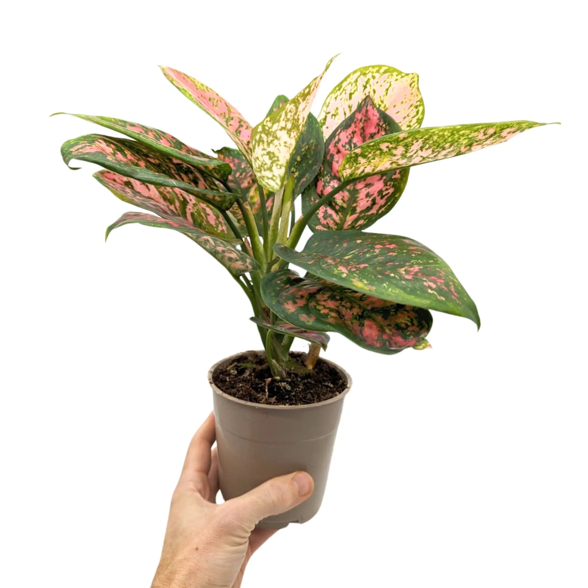 Aglaonema Spotted Star - Chinese Evergreen Leaf Culture