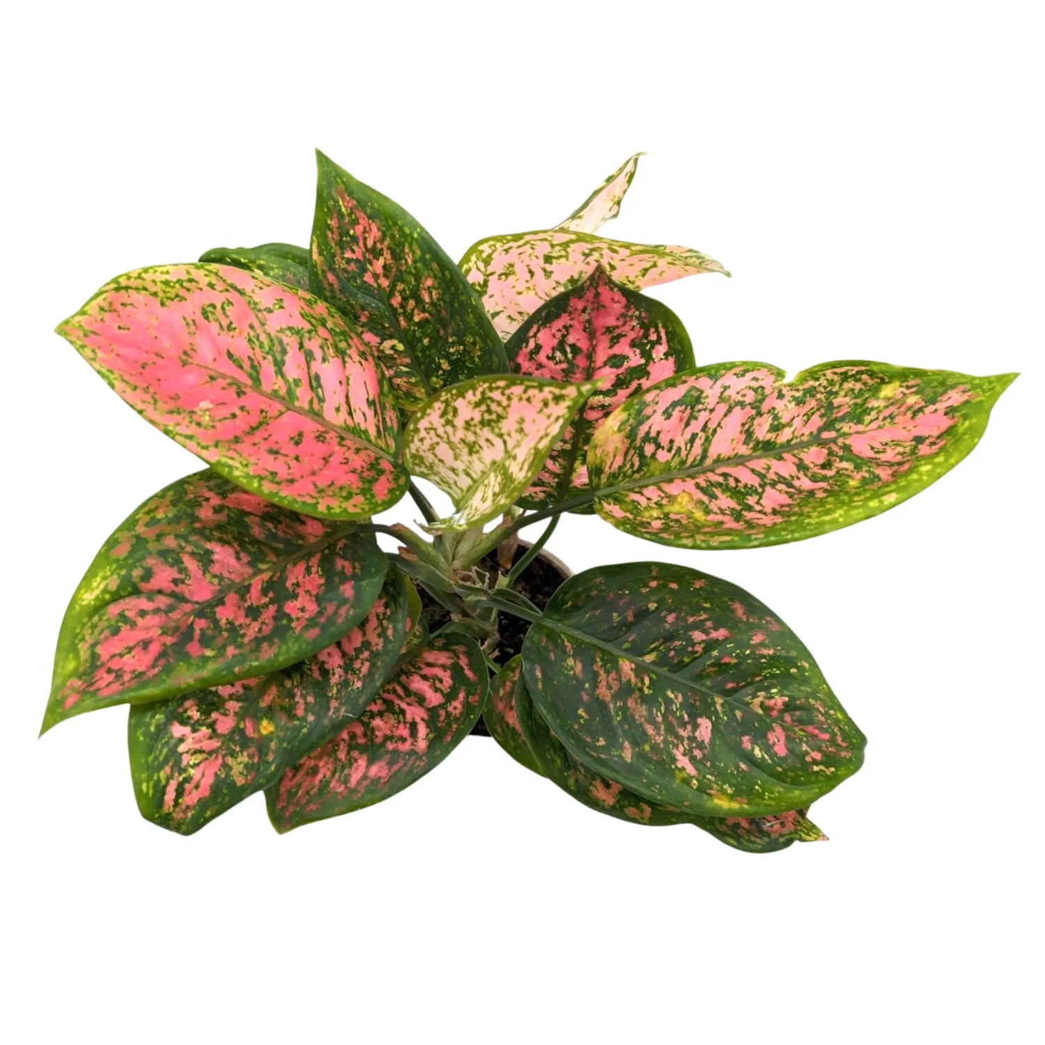Aglaonema Spotted Star - Chinese Evergreen Leaf Culture