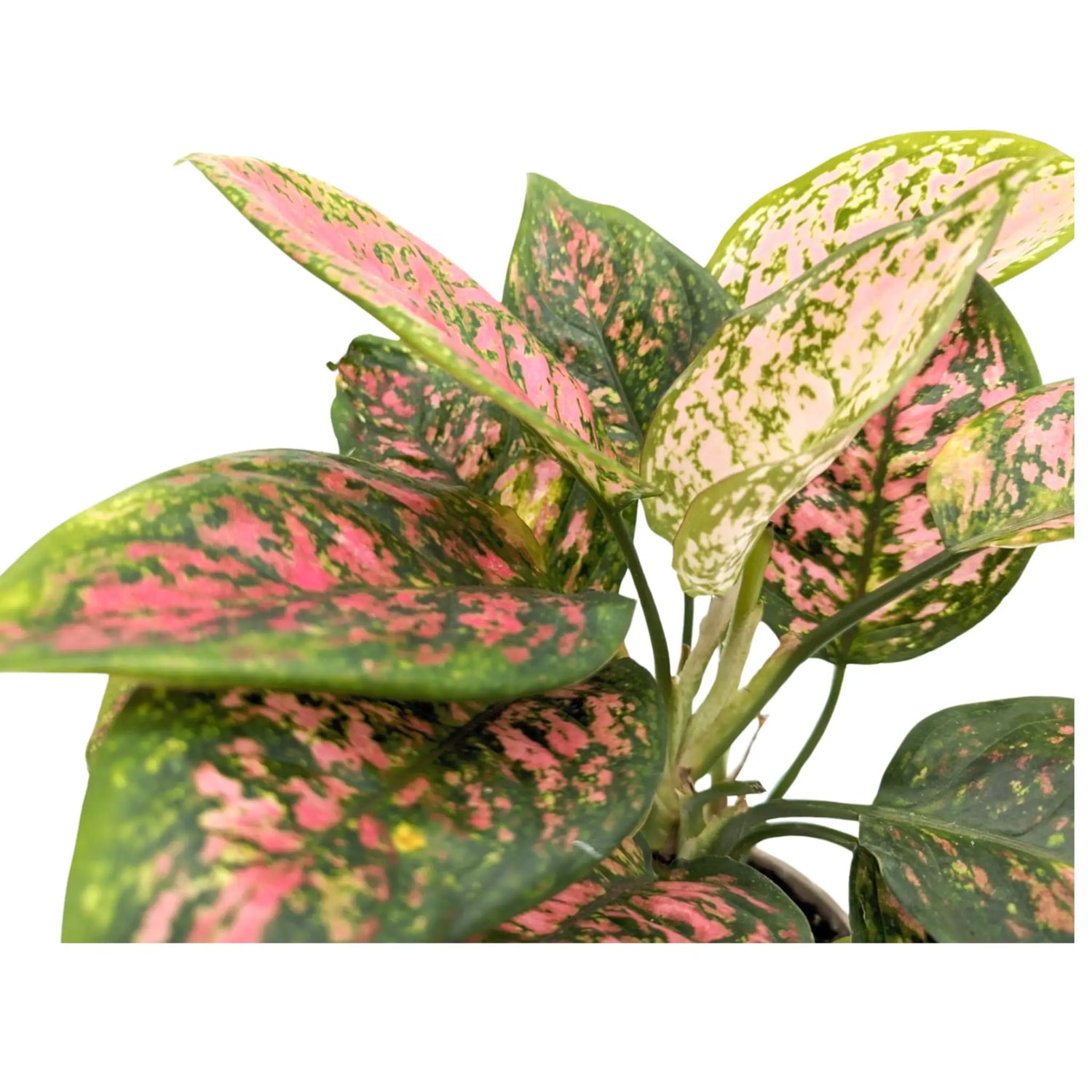 Aglaonema Spotted Star - Chinese Evergreen Leaf Culture