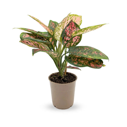 Aglaonema Spotted Star - Chinese Evergreen Leaf Culture