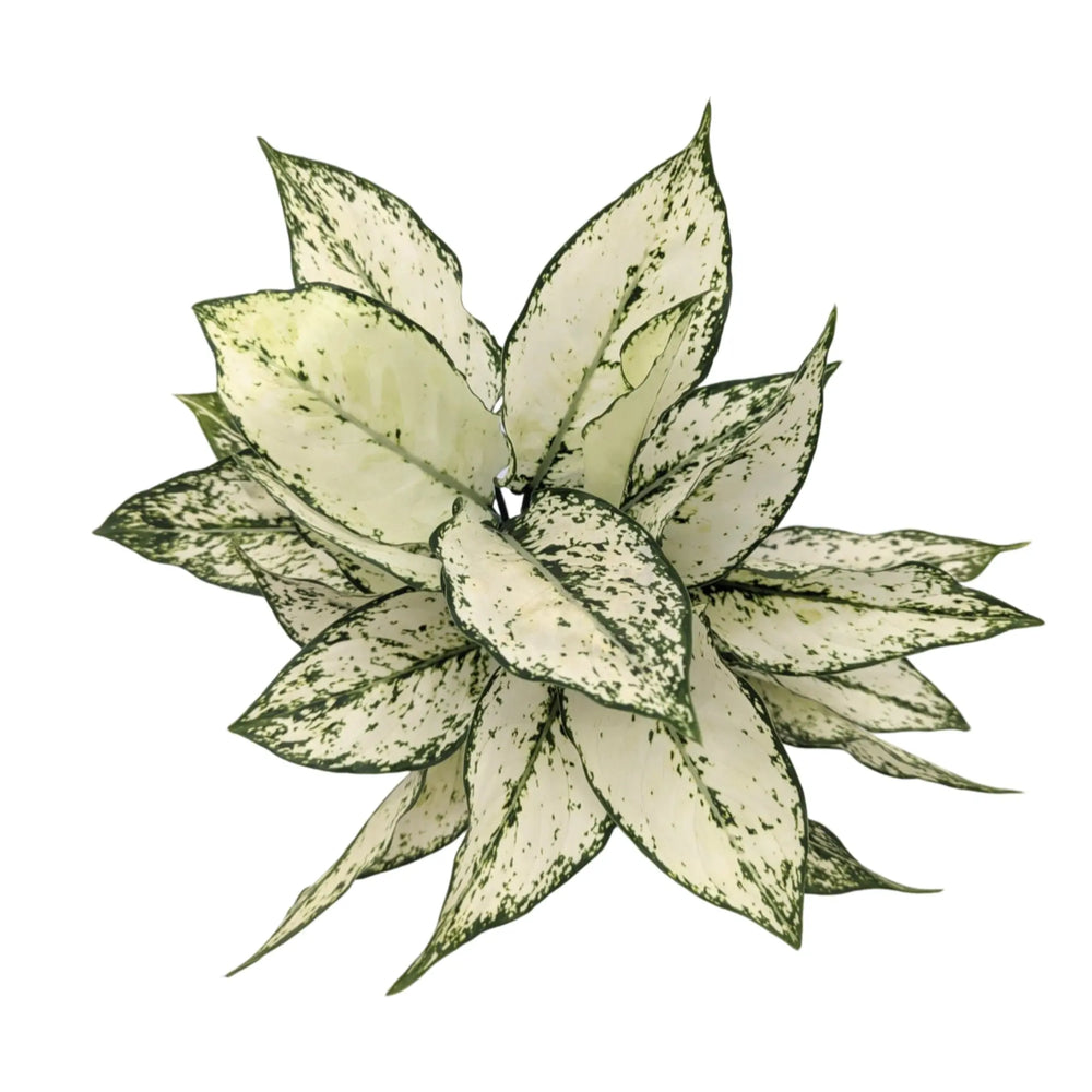 Aglaonema White Kiwi_2_thumb