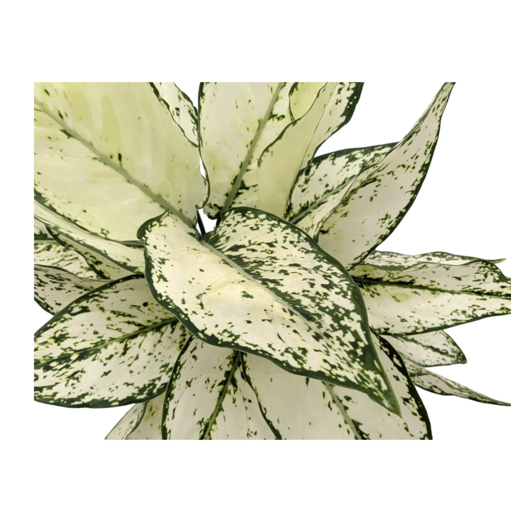 Aglaonema White Kiwi_3_thumb