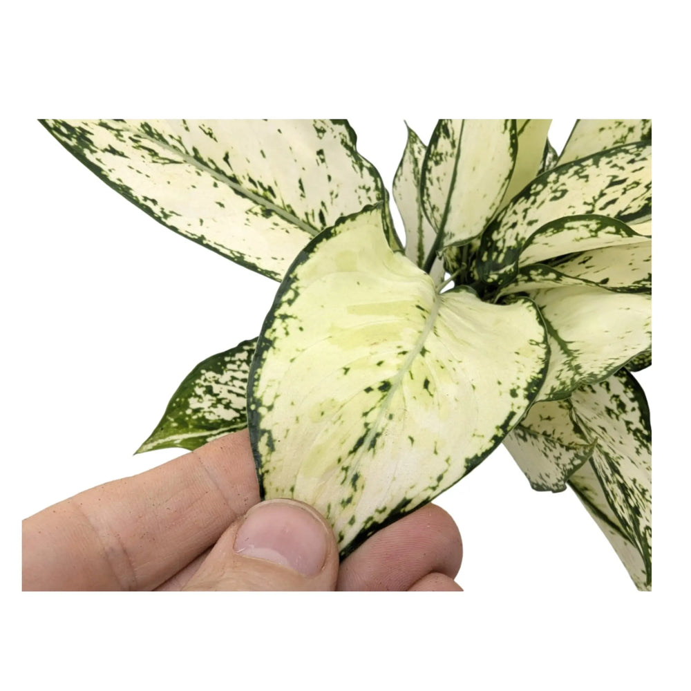 Aglaonema White Kiwi_4_thumb