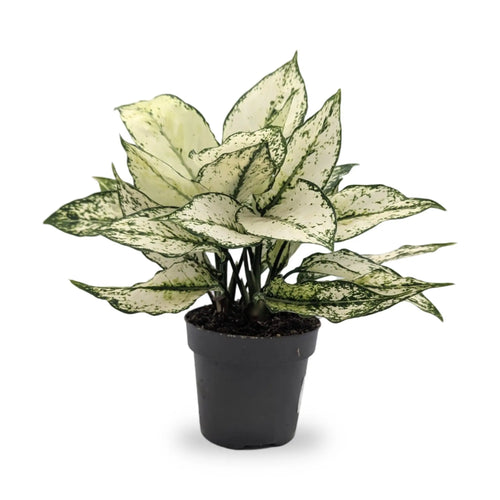 Aglaonema White Kiwi Leaf Culture