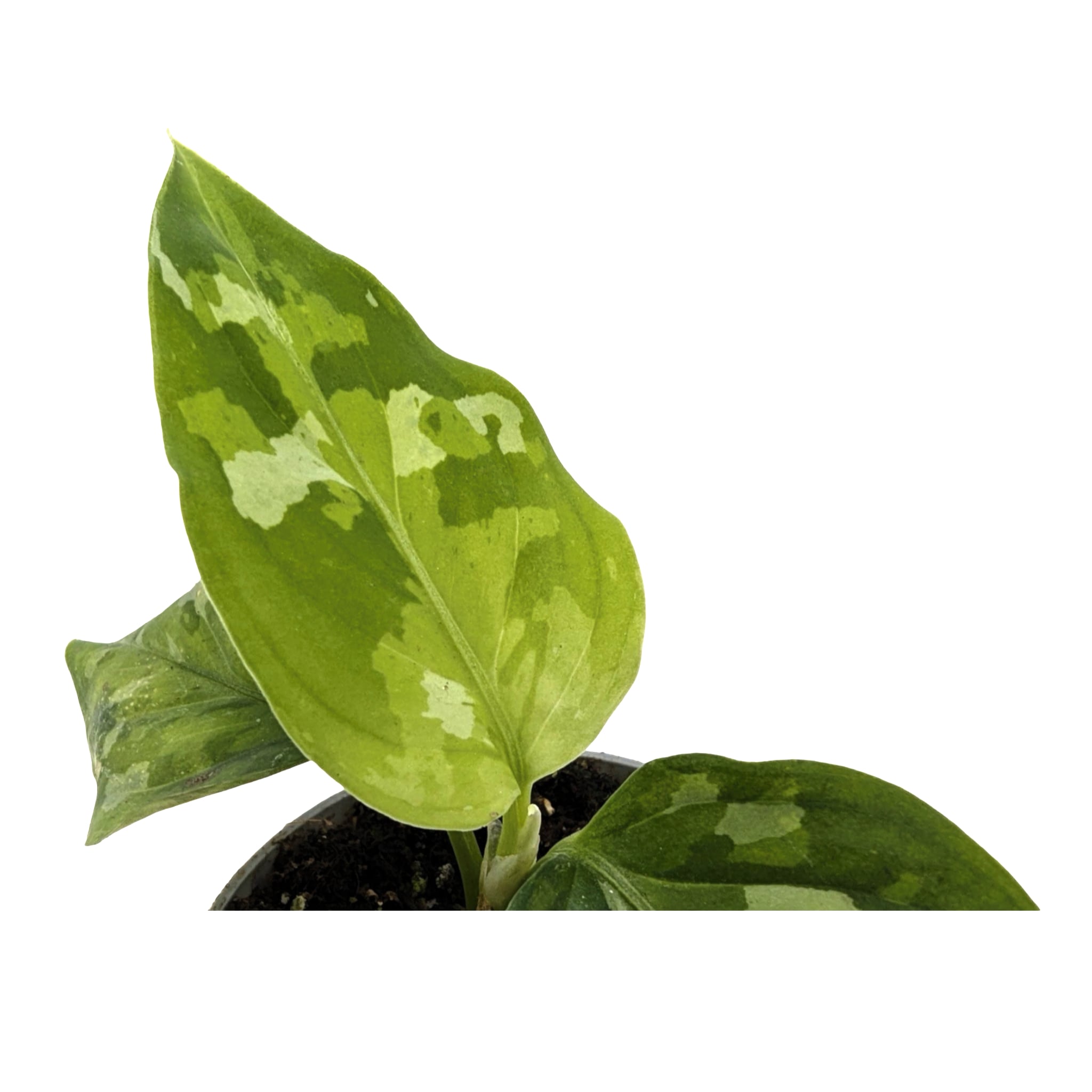 Aglaonema pictum Tricolour - Chinese Evergreen