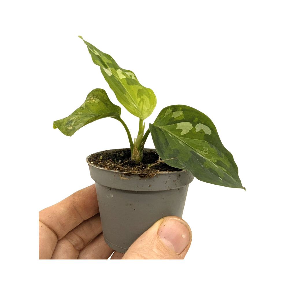 Aglaonema pictum Tricolour - Chinese Evergreen_3_main