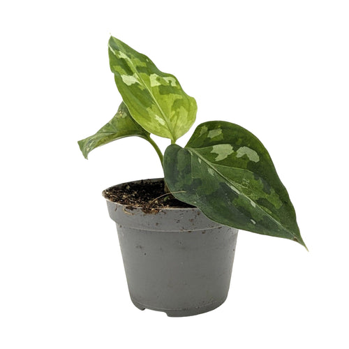 Aglaonema pictum Tricolour - Chinese Evergreen