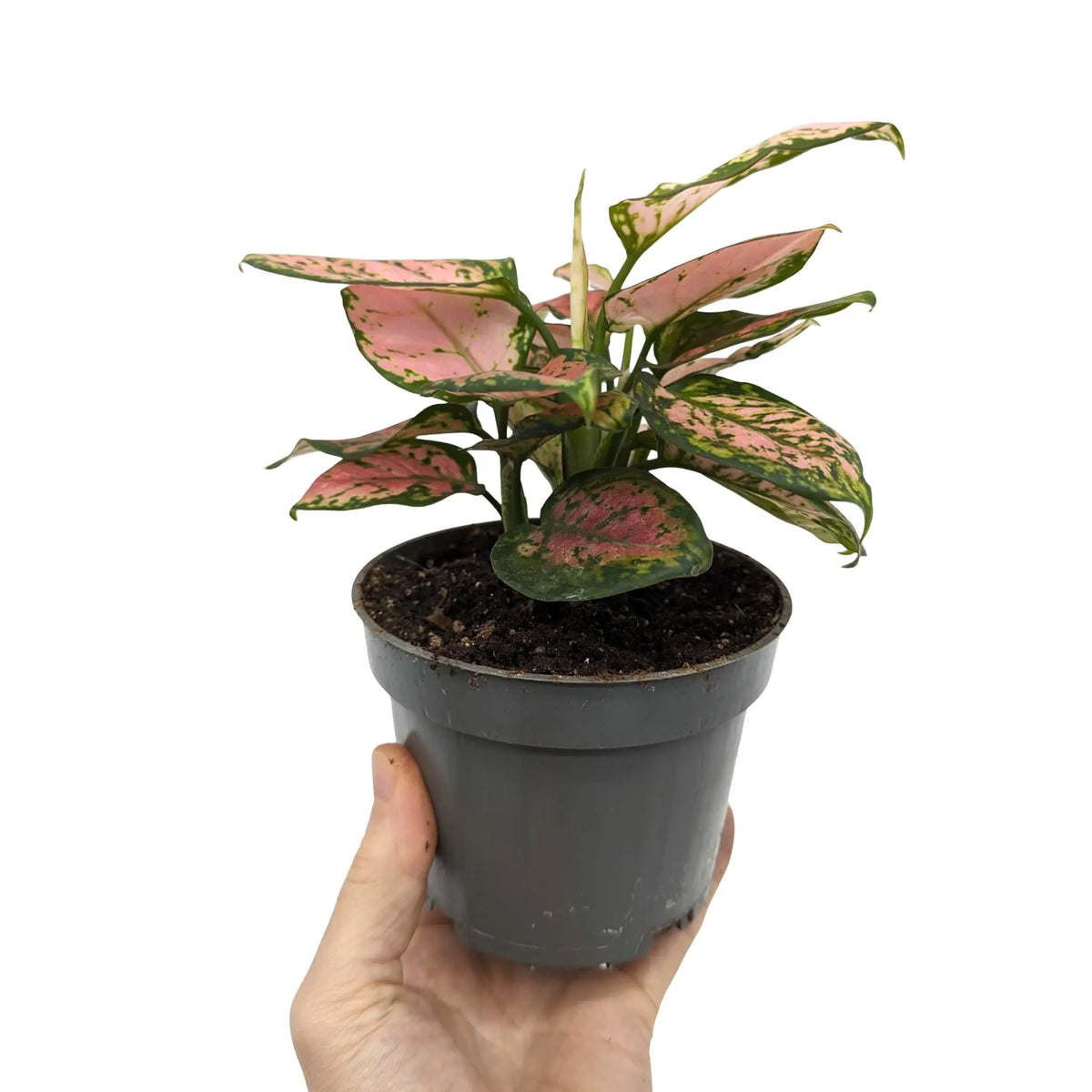 aglaonema red zirkon Aglaonema Red Zirkon | Chinese Evergreen - Red Variegated Plant