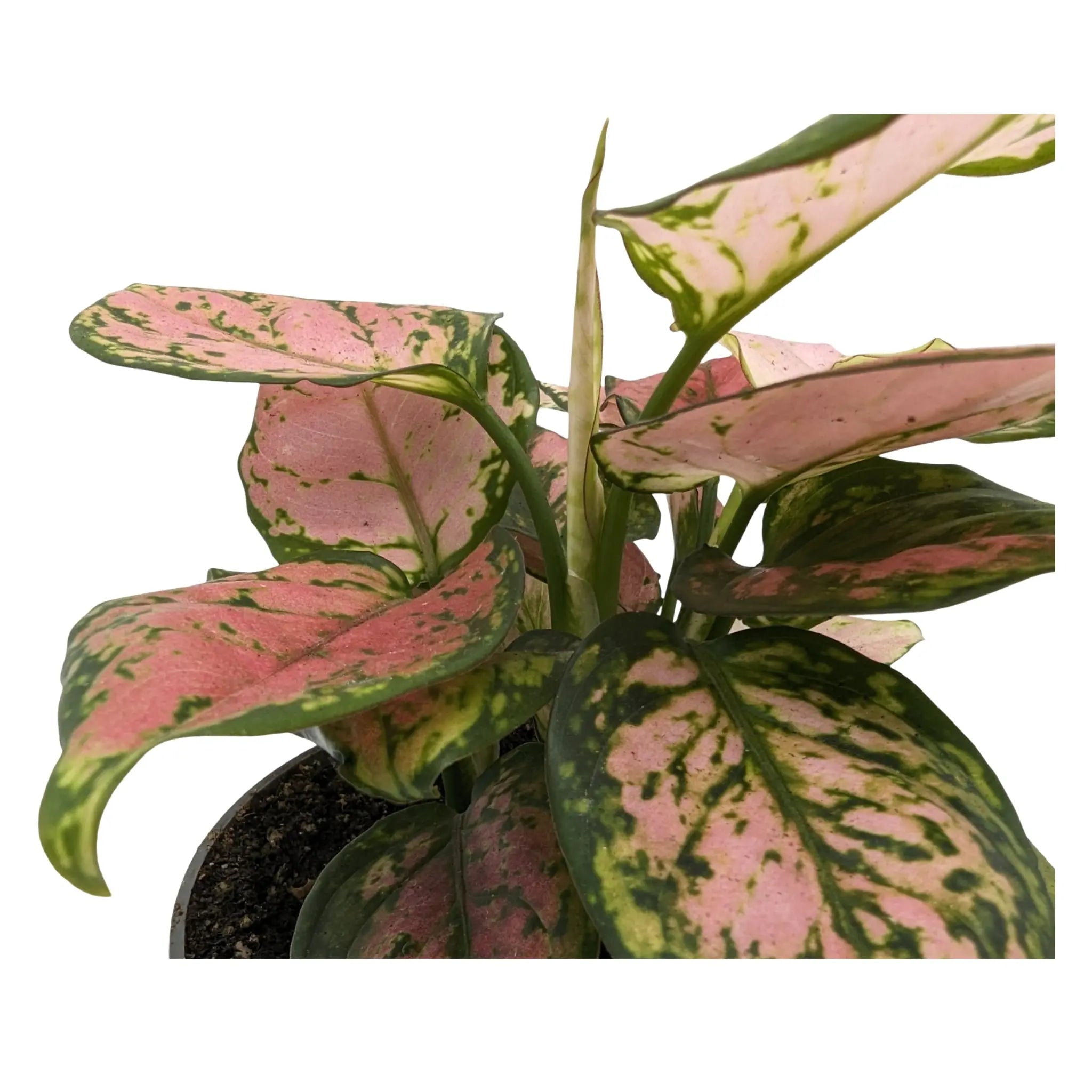 Aglaonema red zirkon - Chinese Evergreen Leaf Culture