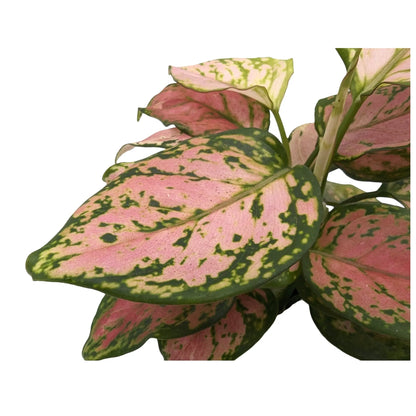 Aglaonema red zirkon - Chinese Evergreen Leaf Culture