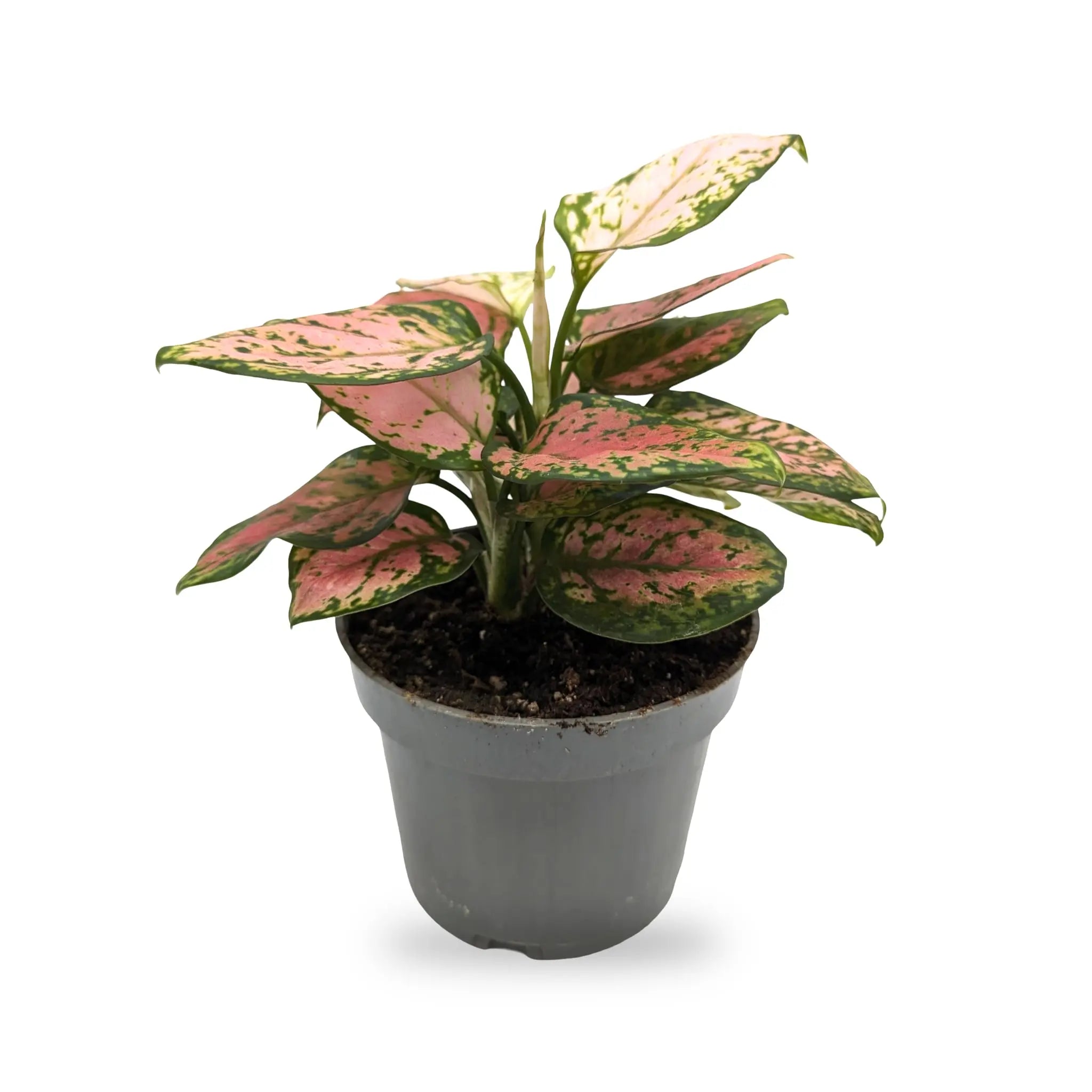 Aglaonema red zirkon - Chinese Evergreen Leaf Culture