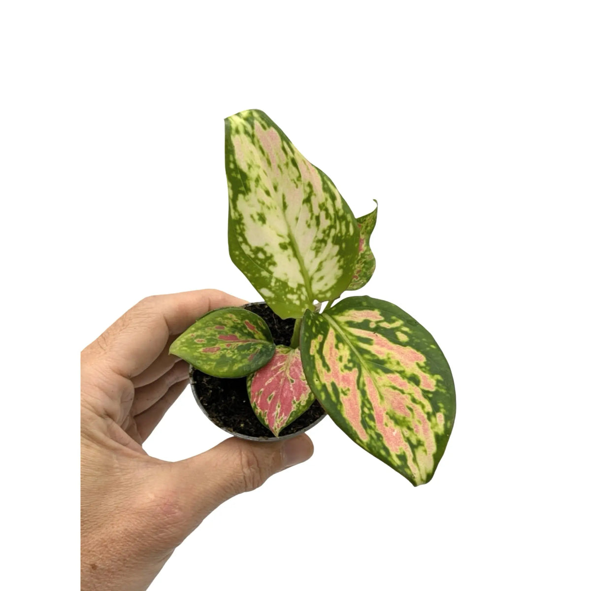 aglaonema red zirkon care Aglaonema Red Zirkon | Chinese Evergreen - Red Variegated Plant